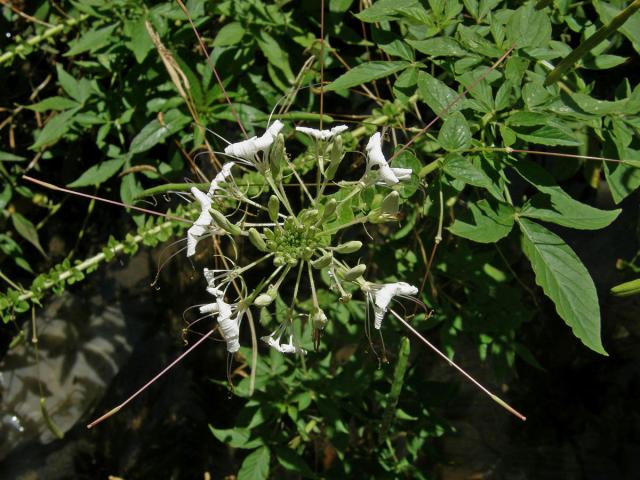 Luštěnice trnitá (Cleome spinosa Jacq.)