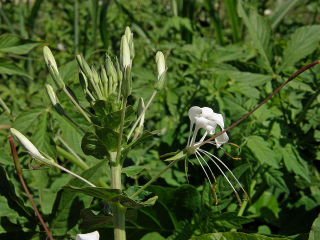 Luštěnice trnitá (Cleome spinosa Jacq.)