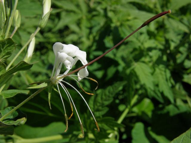 Luštěnice trnitá (Cleome spinosa Jacq.)