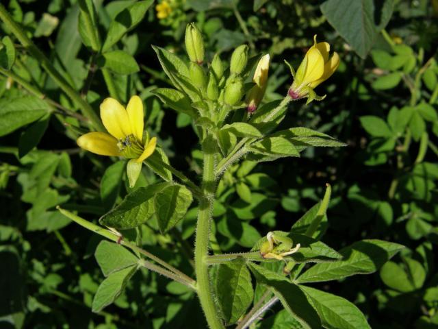 Luštěnice (Cleome viscosa L.)