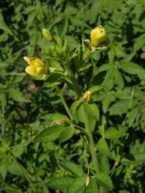 Luštěnice (Cleome viscosa L.)