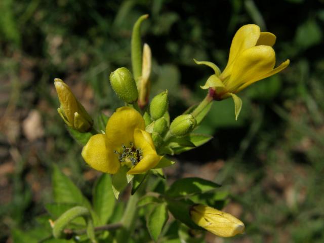 Luštěnice (Cleome viscosa L.)