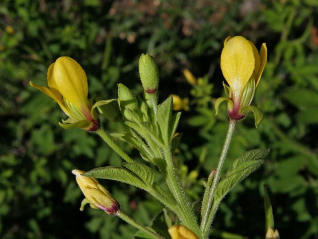 Luštěnice (Cleome viscosa L.)