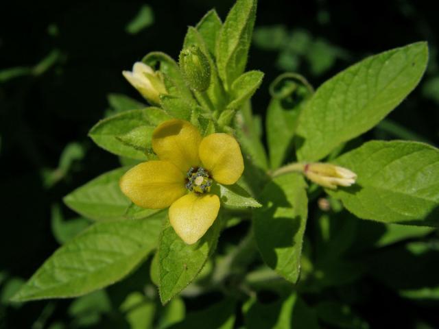 Luštěnice (Cleome viscosa L.)