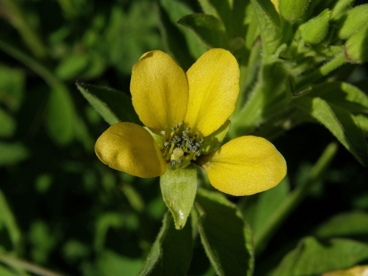 Luštěnice (Cleome viscosa L.)