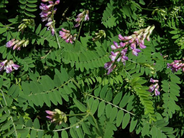 Vikev tenkolistá (Vicia tenuifolia Roth)