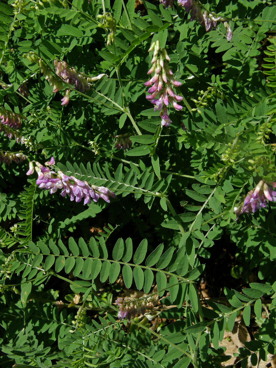 Vikev tenkolistá (Vicia tenuifolia Roth)