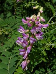 Vikev tenkolistá (Vicia tenuifolia Roth)