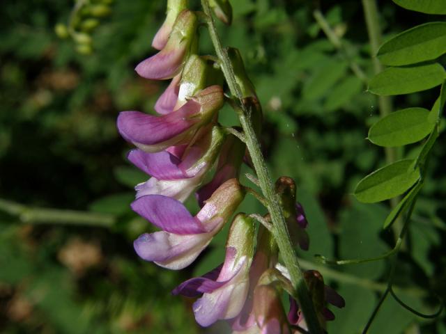 Vikev tenkolistá (Vicia tenuifolia Roth)