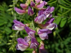 Vikev tenkolistá (Vicia tenuifolia Roth)