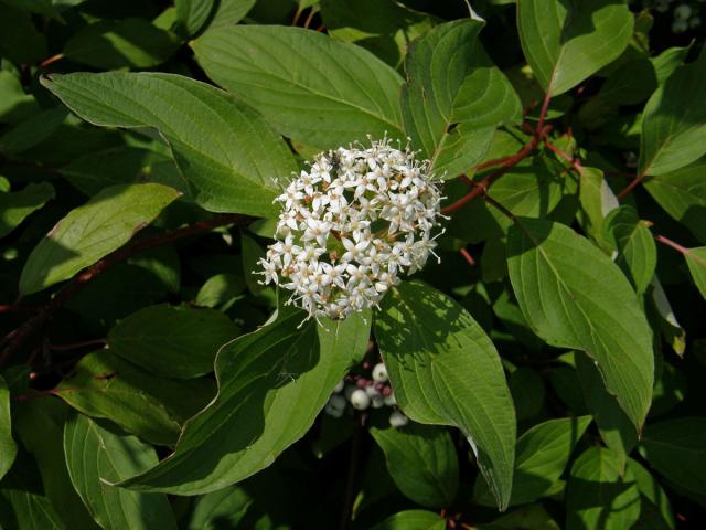 Svída výběžkatá (Cornus sericea L.)