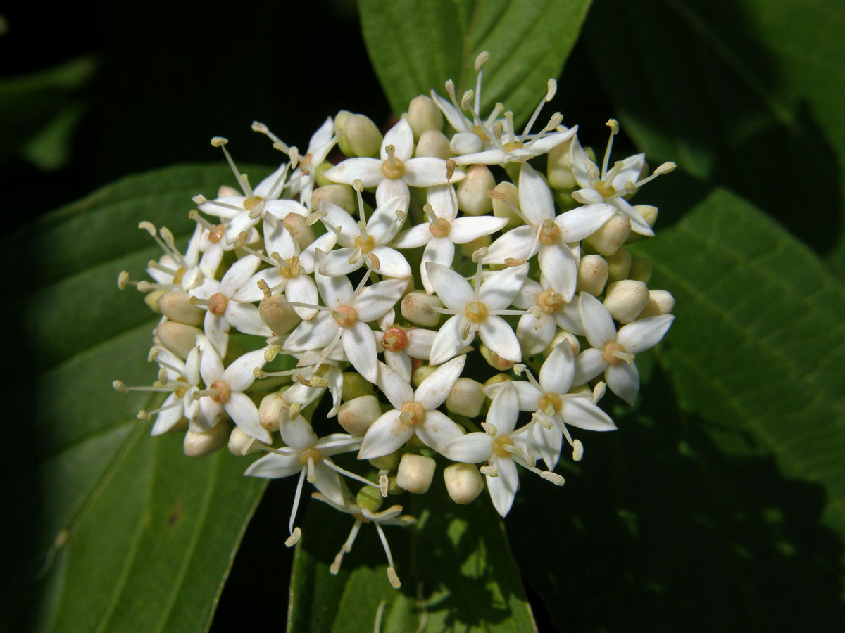 Svída výběžkatá (Cornus sericea L.)