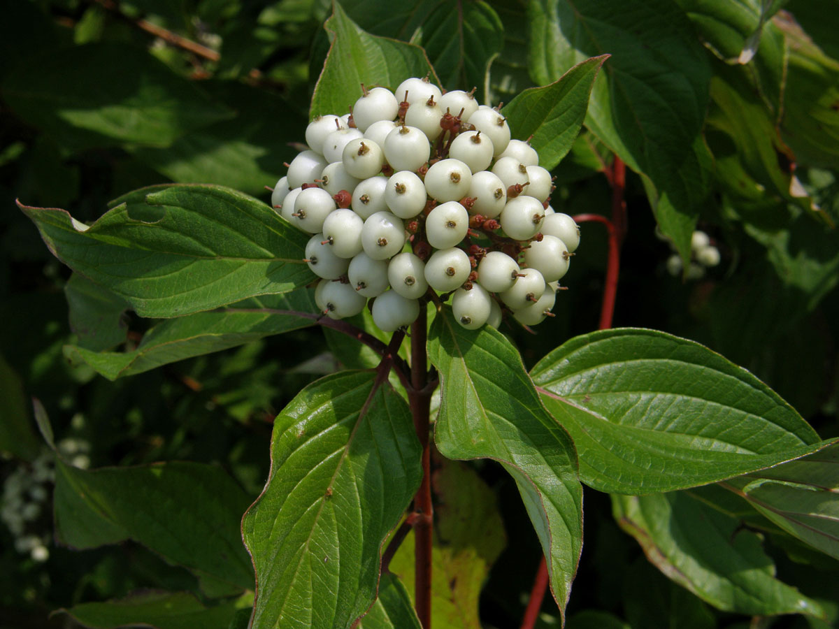 Svída výběžkatá (Cornus sericea L.)