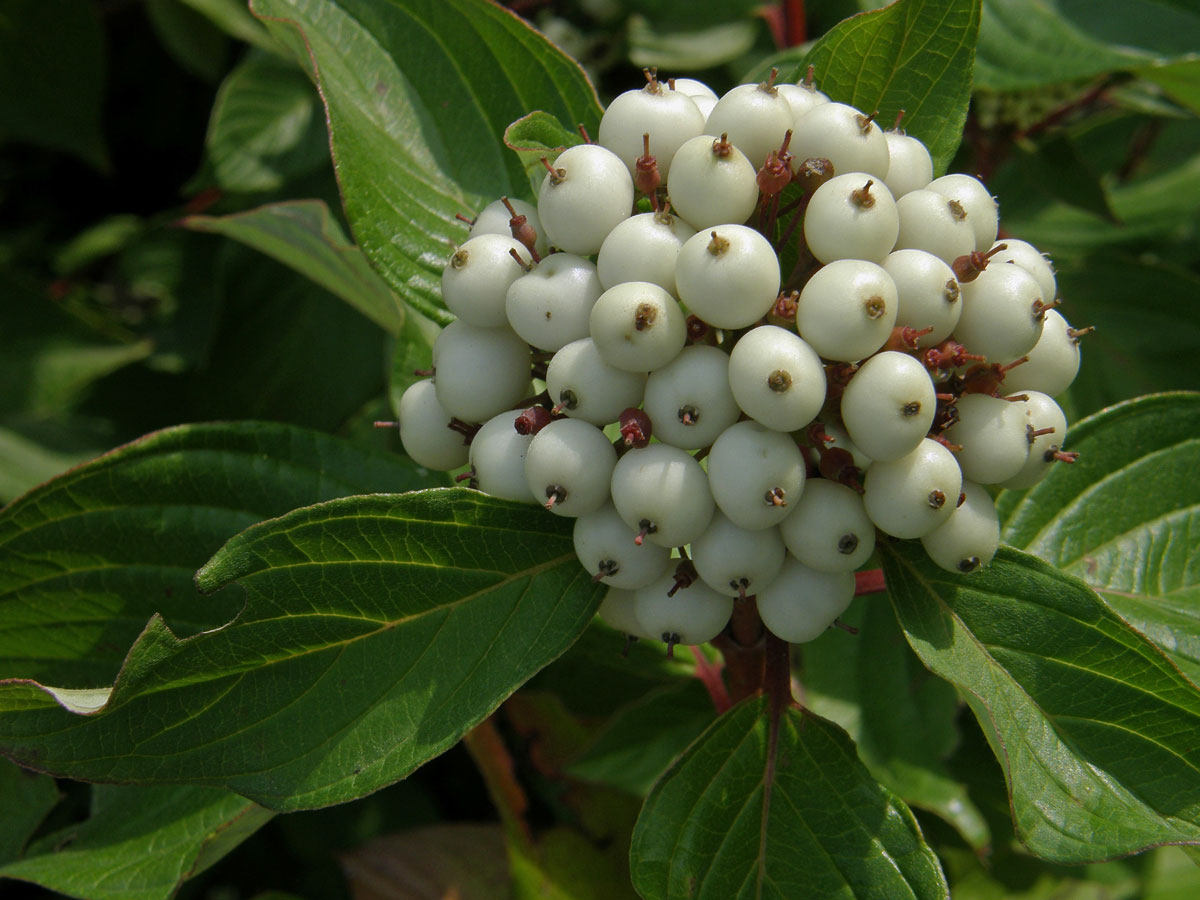 Svída výběžkatá (Cornus sericea L.)