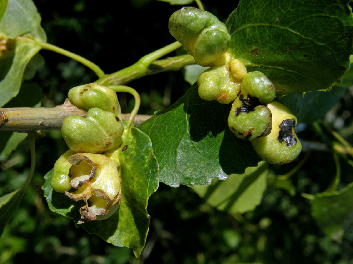 Hálky dutilky (Pemphigus populi); topol černý