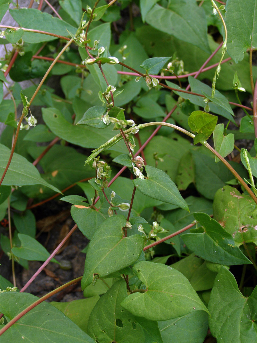 Opletka křovištní (Fallopia dumetorum (L.) Holub)