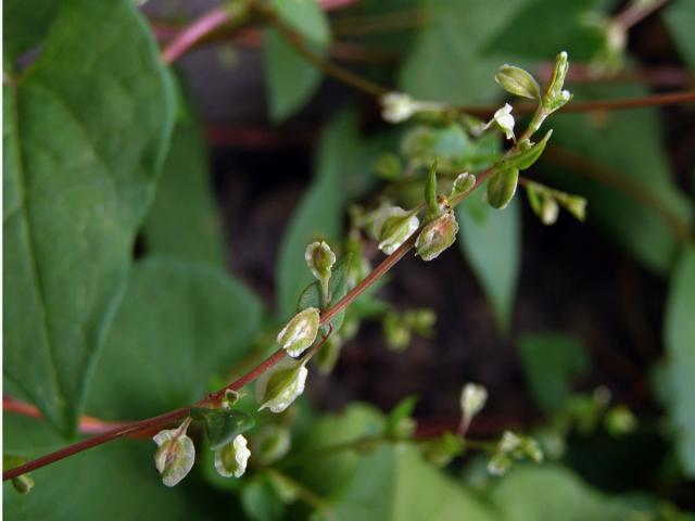 Opletka křovištní (Fallopia dumetorum (L.) Holub)