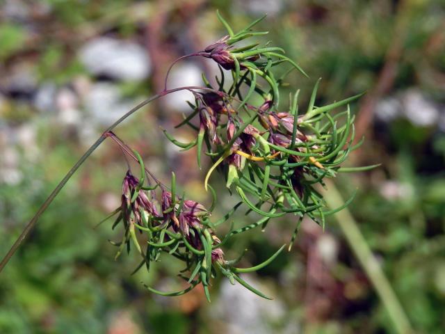 Lipnice cibulkatá (Poa bulbosa L.), živorodé květy