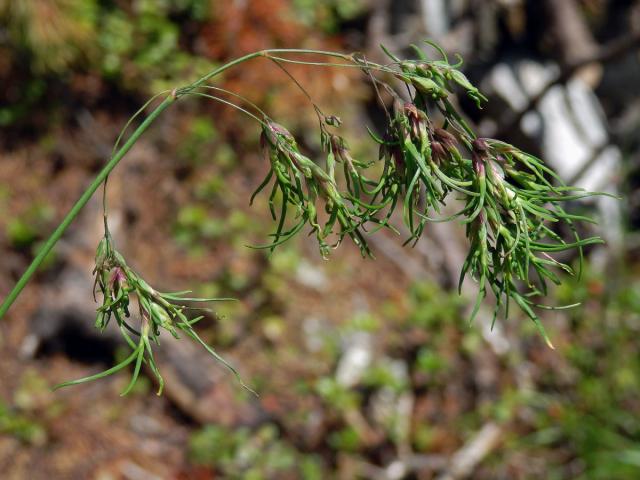 Lipnice cibulkatá (Poa bulbosa L.), živorodé květy