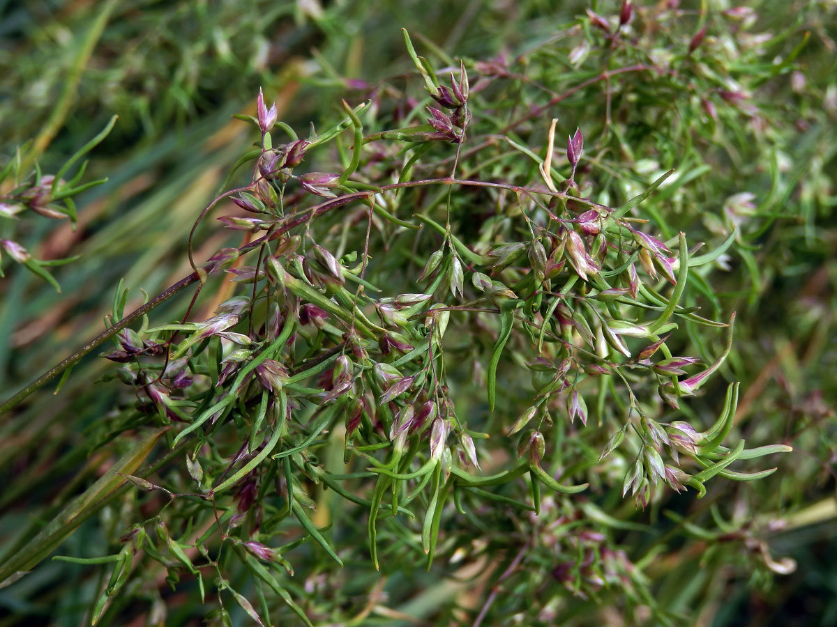 Lipnice cibulkatá (Poa bulbosa L.), živorodé květy