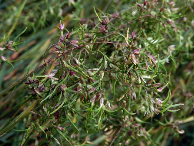 Lipnice cibulkatá (Poa bulbosa L.), živorodé květy