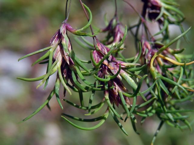 Lipnice cibulkatá (Poa bulbosa L.), živorodé květy