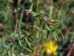 Lipnice cibulkatá (Poa bulbosa L.), živorodé květy