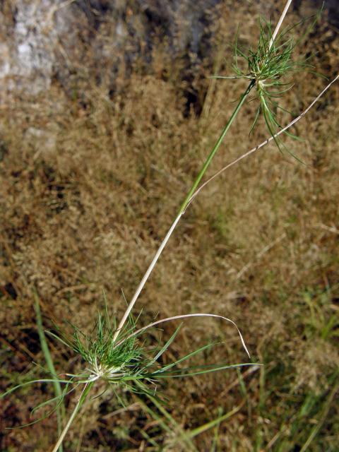 Ovsík vyvýšený (Arrhenantherum elatius (L.) J. Presl et C. Presl), proliferace stonku