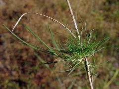 Ovsík vyvýšený (Arrhenantherum elatius (L.) J. Presl et C. Presl), proliferace stonku