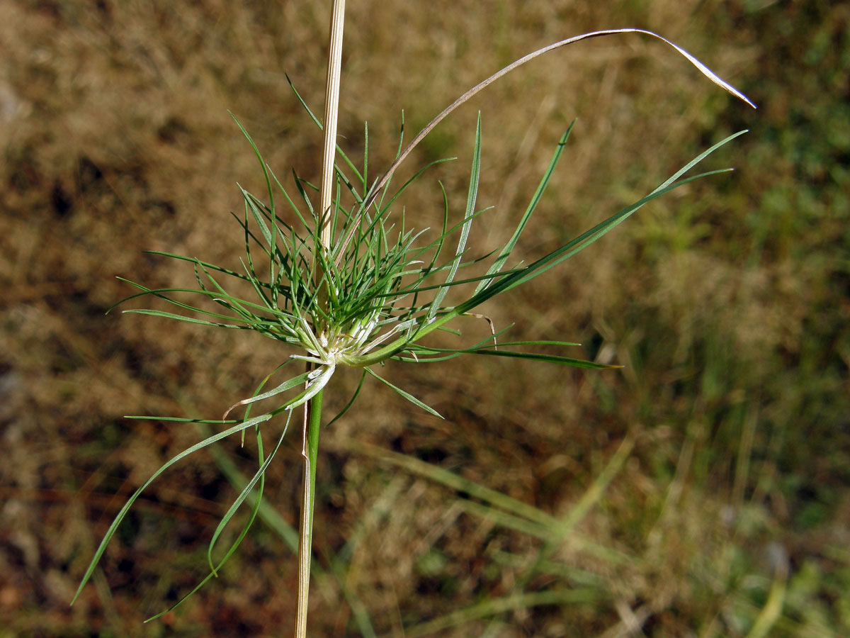 Ovsík vyvýšený (Arrhenantherum elatius (L.) J. Presl et C. Presl), proliferace stonku