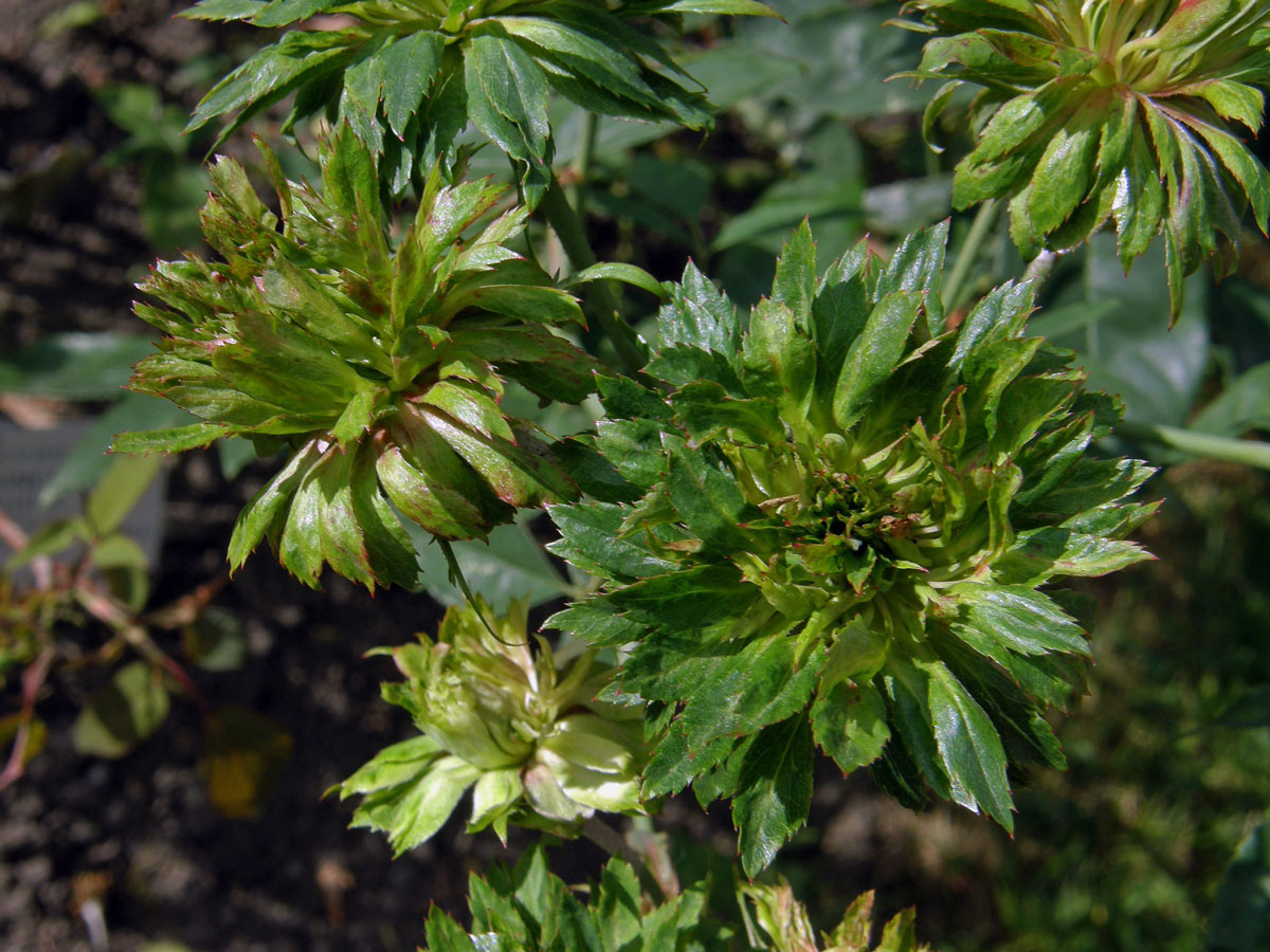 Růže čínská (Rosa chinensis) zlistnatělá (1b)