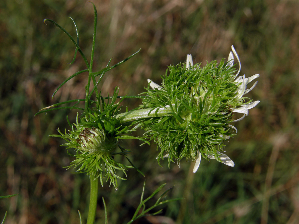 Rmen smrdutý (Anthemis cotula L.) s anomálním květenstvím (1b)