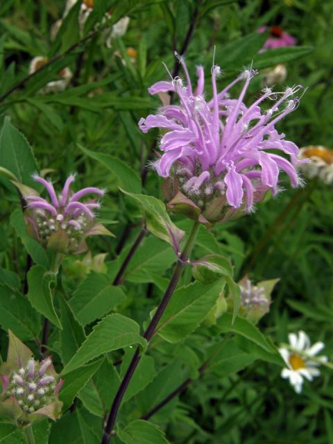 Zavinutka trubkovitá (Monarda fistulosa L.)