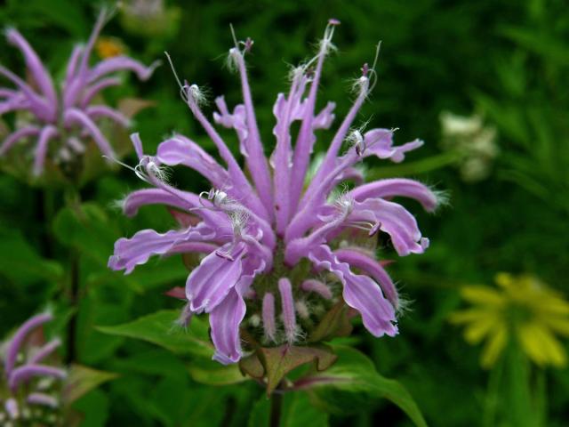 Zavinutka trubkovitá (Monarda fistulosa L.)