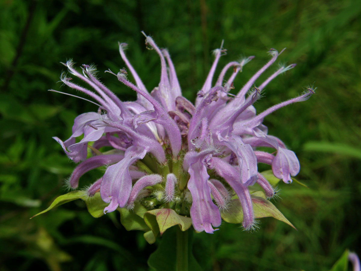 Zavinutka trubkovitá (Monarda fistulosa L.)