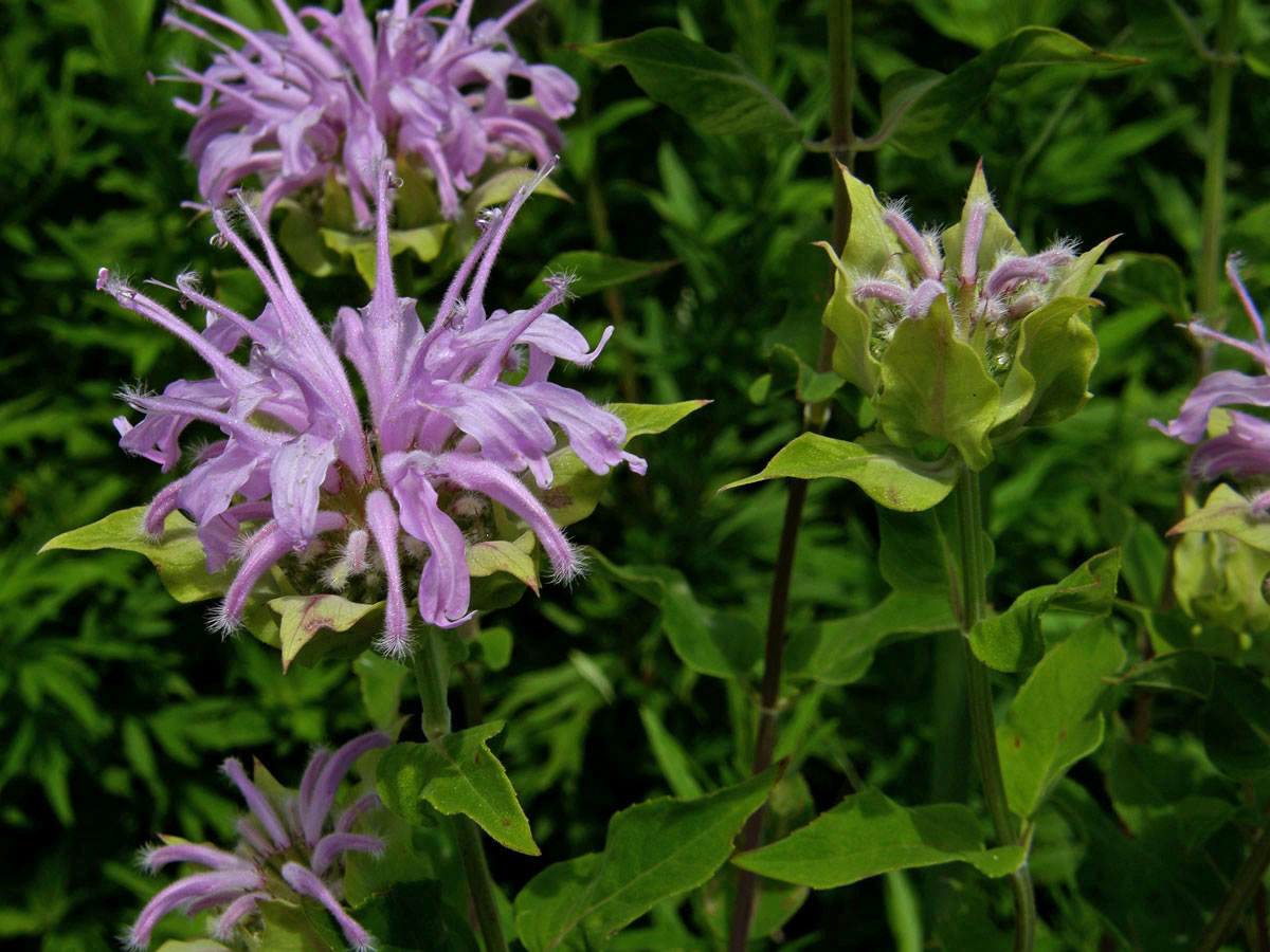 Zavinutka trubkovitá (Monarda fistulosa L.)