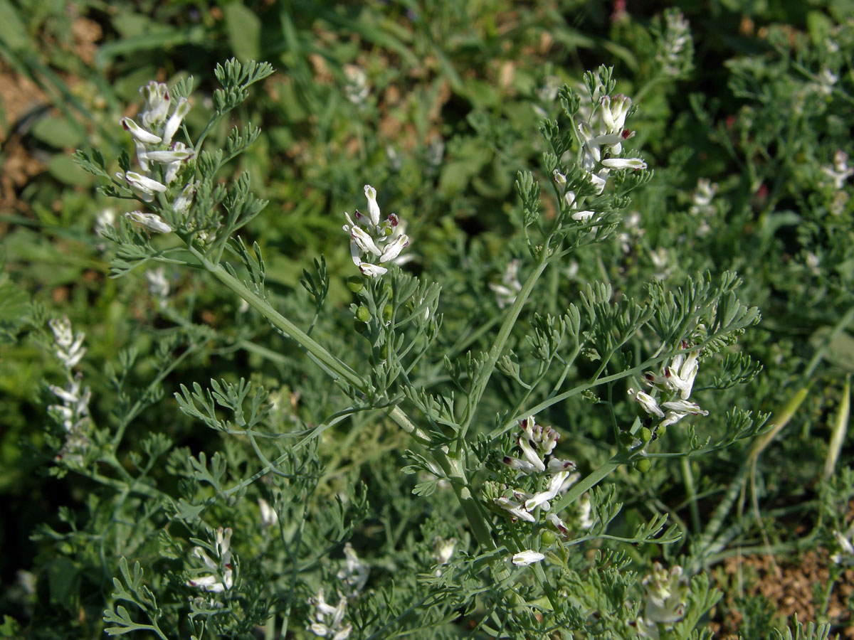 Zemědým (Fumaria parviflora Lam.)