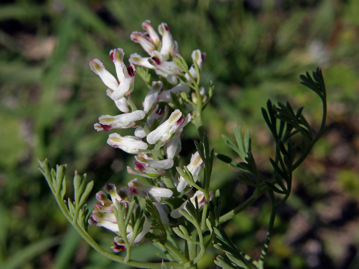 Zemědým (Fumaria parviflora Lam.)