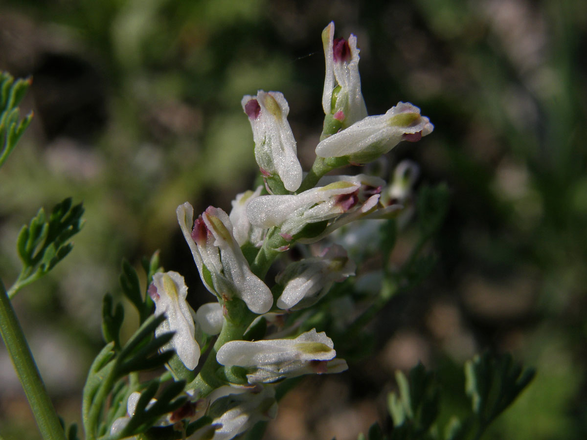 Zemědým (Fumaria parviflora Lam.)