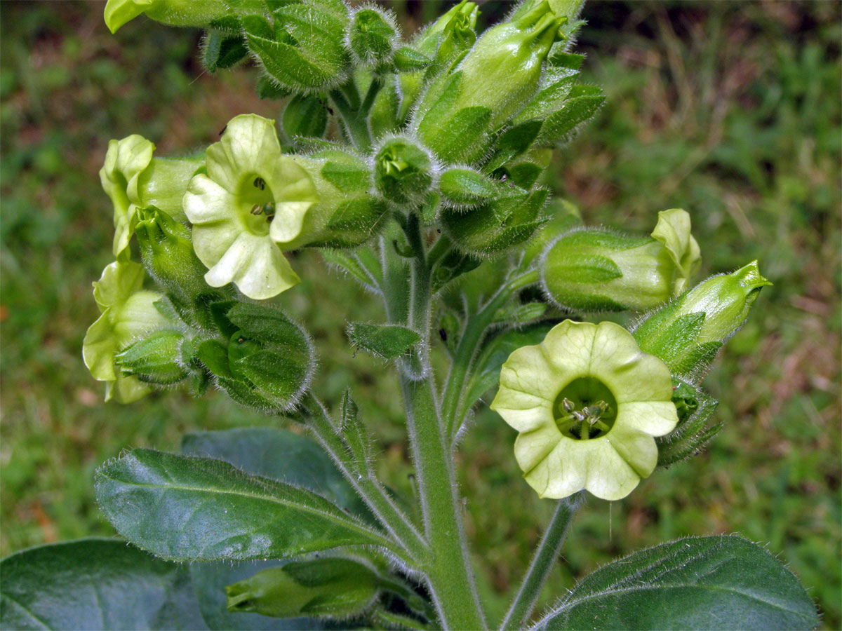 Tabák selský (Nicotiana rustica L.)