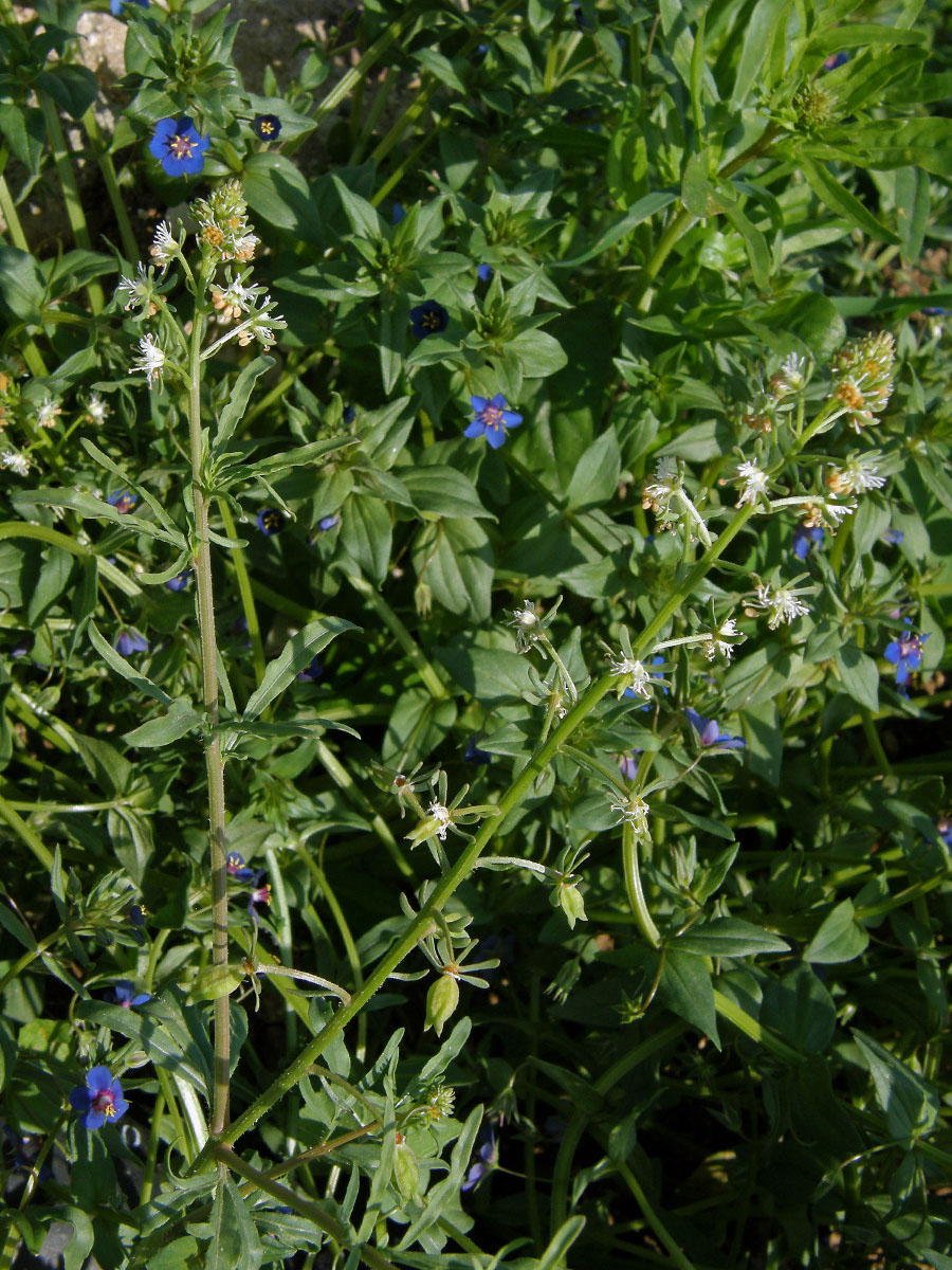 Rýt velkokališní (Reseda phyteuma L.)