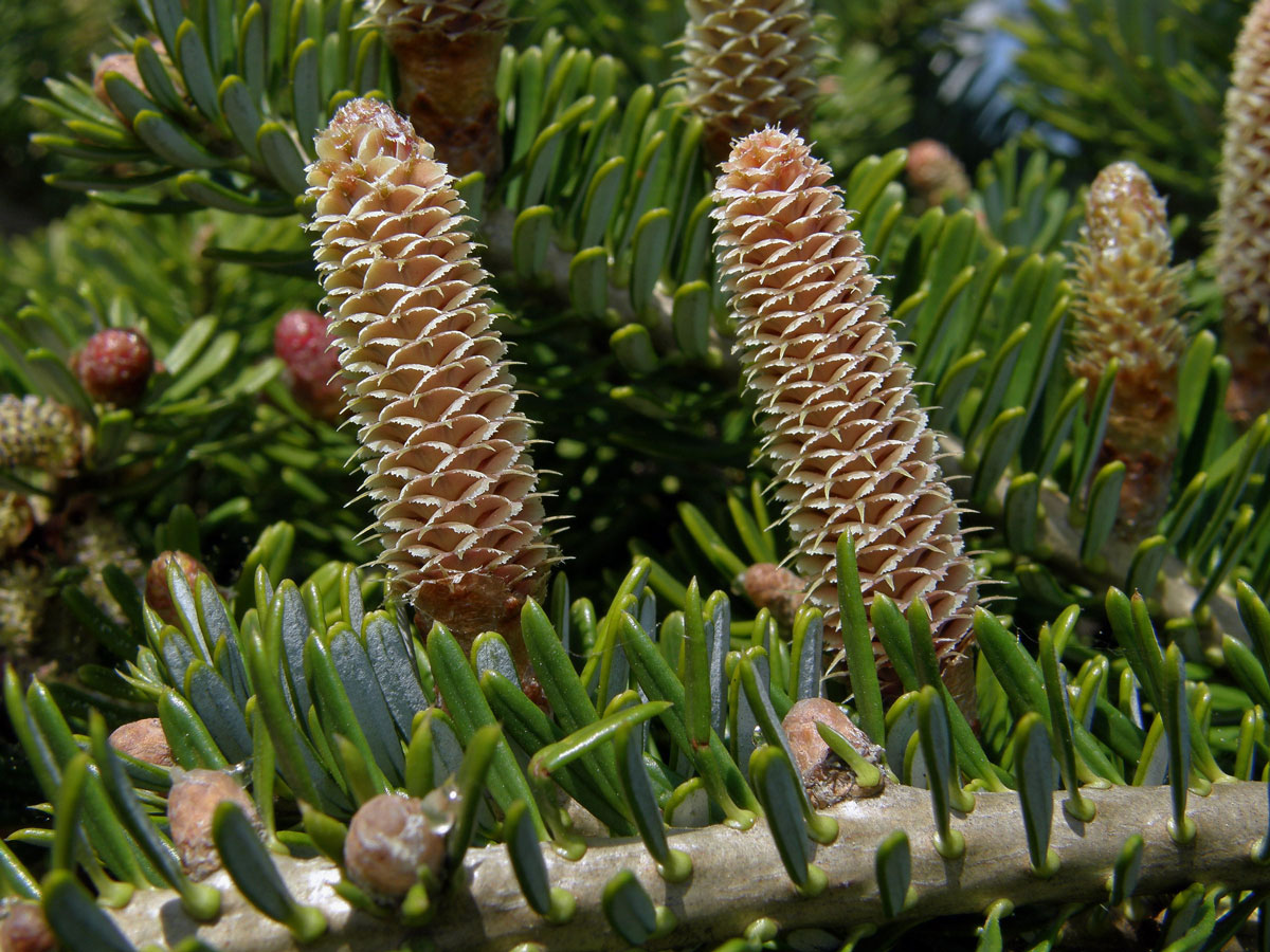 Jedle korejská (Abies koreana Wils.)