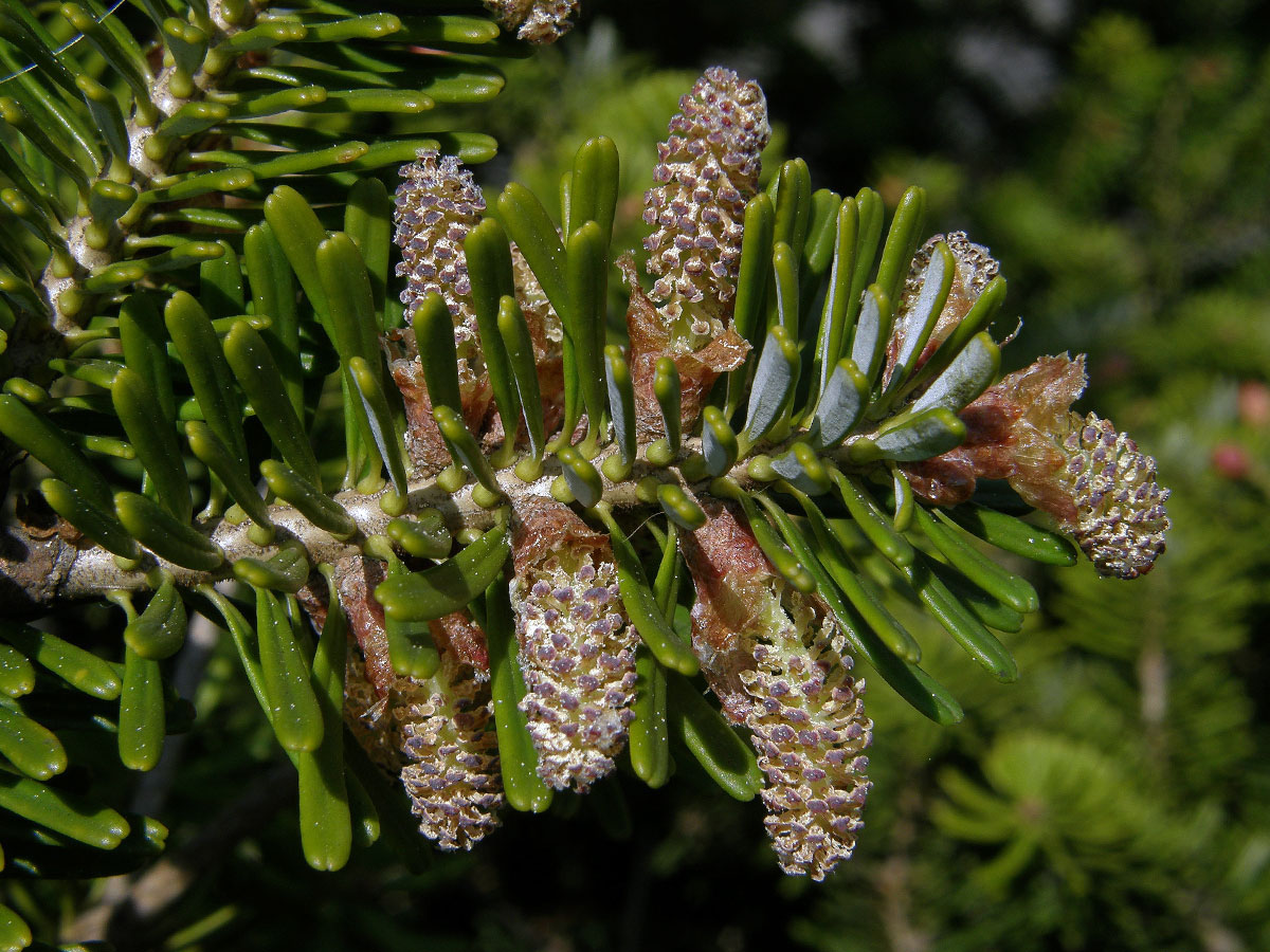 Jedle korejská (Abies koreana Wils.)