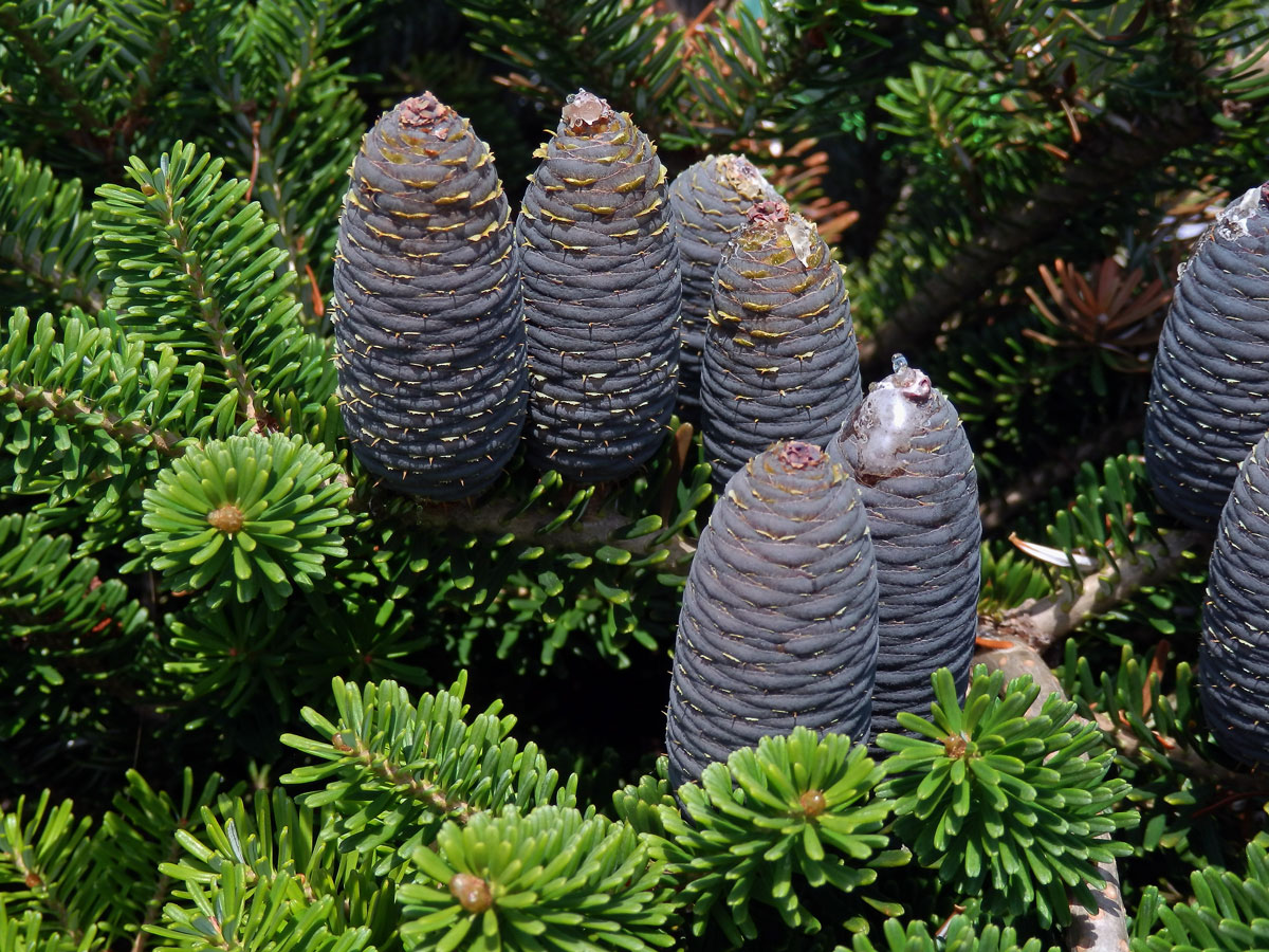 Jedle korejská (Abies koreana Wils.)