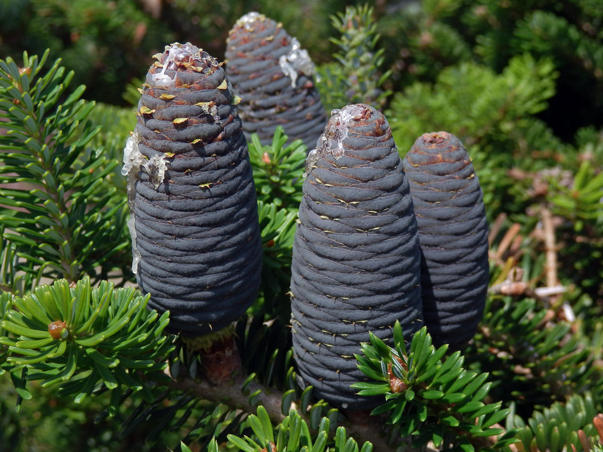 Jedle korejská (Abies koreana Wils.)