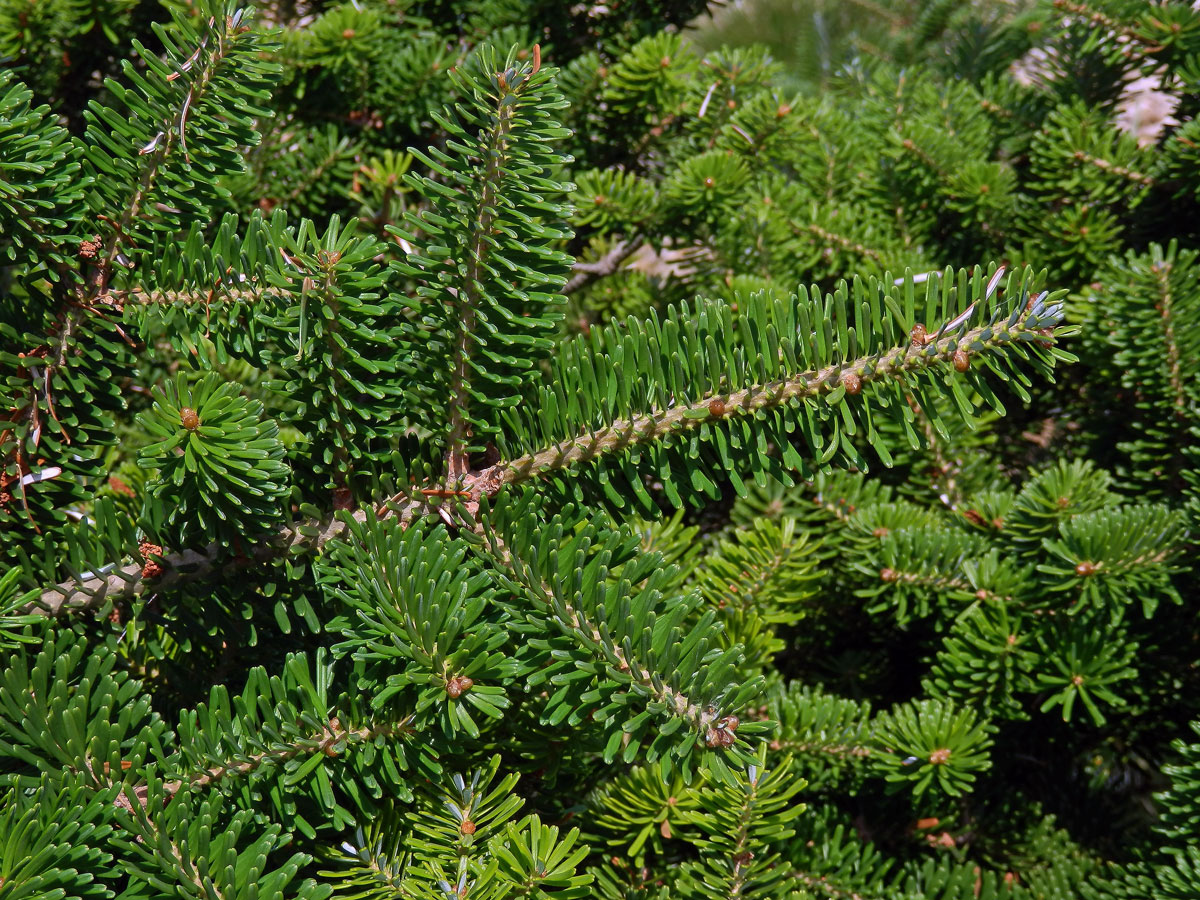 Jedle korejská (Abies koreana Wils.)