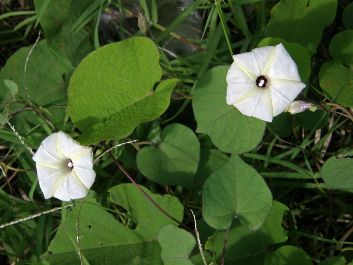 Povíjnice (Ipomoea obscura (L.) Ker-Gawl.)