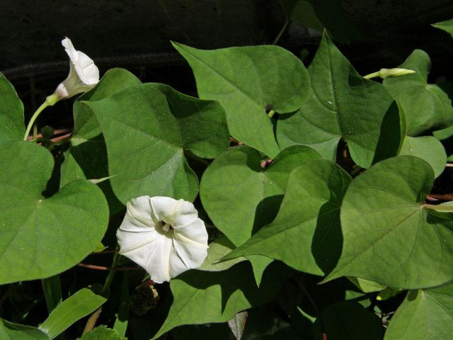 Povíjnice (Ipomoea obscura (L.) Ker-Gawl.)