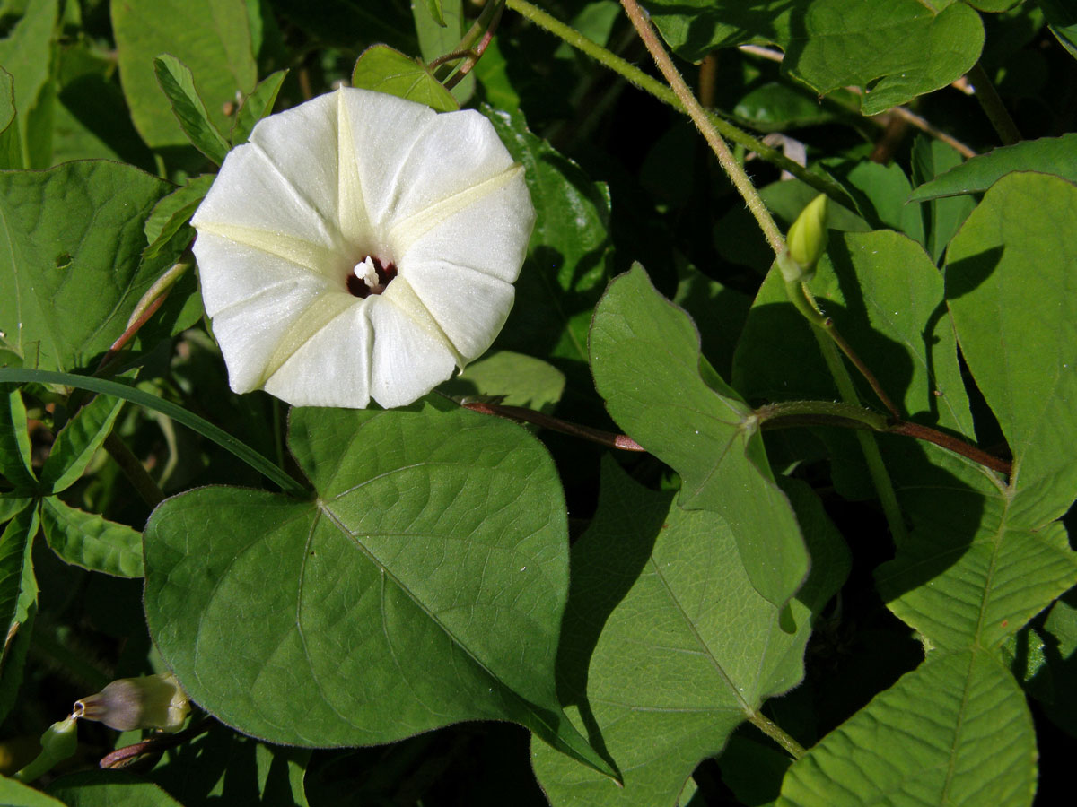 Povíjnice (Ipomoea obscura (L.) Ker-Gawl.)