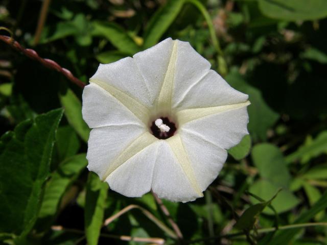 Povíjnice (Ipomoea obscura (L.) Ker-Gawl.)